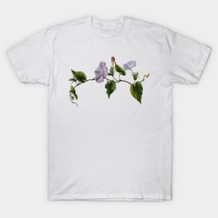 Koali awahia Ipomoea Indica Botanical Vector Art T-Shirt